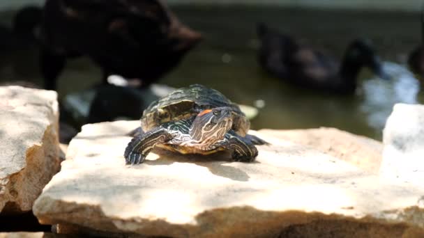 가장자리 근처의 부드러운 바위에 태양에 슬라이더 거북이의 클로즈업 — 비디오