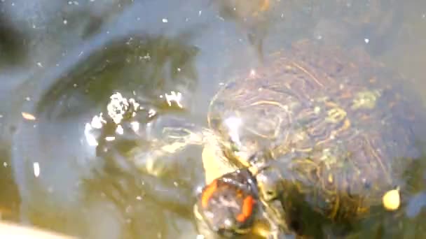 Toto Video Turtle Plavání Vodě — Stock video