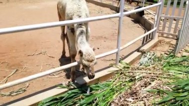 Hastalık belirtileri gösteren genç bir deve bir çiftlikte otları kemiriyor, muhtemelen veterinere ihtiyacı var.