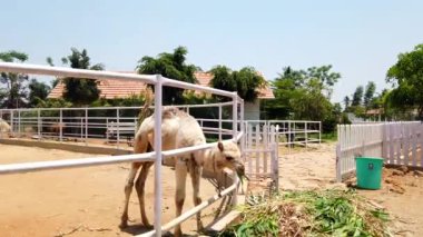 Hastalık belirtileri gösteren genç bir deve bir çiftlikte otları kemiriyor, muhtemelen veterinere ihtiyacı var..