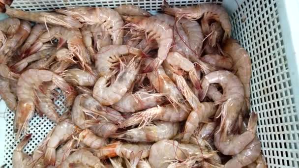 Krevety Vystavené Ledovém Podloží Trhu Mořskými Plody Tento Whopper Připraven — Stock video