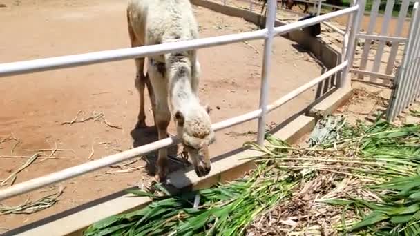 Camello Joven Con Signos Enfermedad Mordisquea Hierba Una Granja Posiblemente — Vídeos de Stock