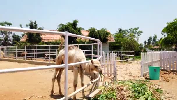 一种带有病征的小骆驼 在农场里啃食草叶 可能需要兽医照料 — 图库视频影像
