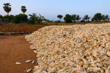 Bir tarlada altın tanecikli kuru mısır sapları, sıcak güneş ışığıyla yıkanmış. Seçici odak mısır koçanlarını vurgular