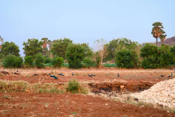 A photo of a peaceful village scene in Tamil Nadu, India, with a flock of pigeons resting on a field bathed in warm sunlight.