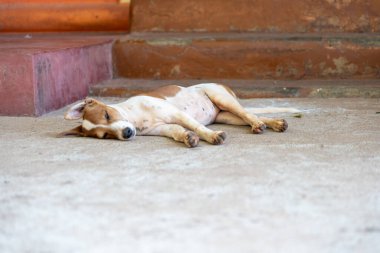 Hareketli şehrin ortasında, dingin bir sokak köpeği teselliyi beton yüzeyde bulur, dinginliği ve rahatlığı somutlaştırır..