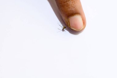 Sivrisineğin beyaz arka planda parmağını ısırmasının detaylı görüntüsü..