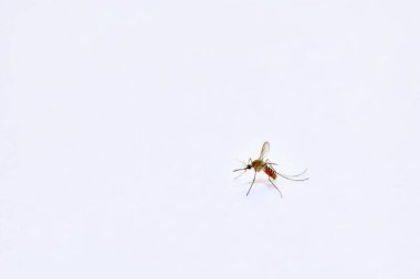 Bu narin sivrisinek, el değmemiş beyaz bir arkaplanda zarif bir şekilde asılı duruyor. Karmaşık kanatlarını ve hortumlarını sergiliyor.