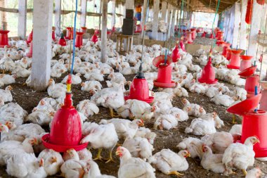 Çalkantılı bir çiftlik bahçesinde beslenen, dinlenen ve etkileşime giren tavukların canlı sahnesi.