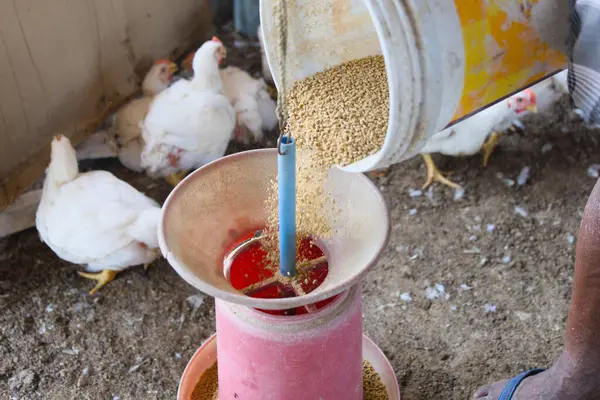 Kümes hayvanları çiftliğindeki kırmızı bir yemliğe dökülen tavuk yemlerinin yakın çekim görüntüsü. Günlük tarım faaliyetleri beyaz tavukları besliyor.