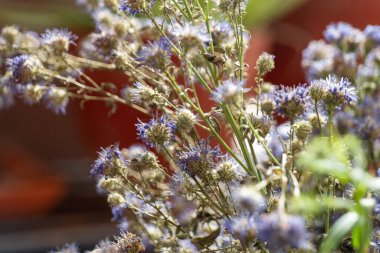 Narin mavi çiçekler en güzel zamanlarını geride bırakıp doğanın her aşamasındaki güzellikleri yakalıyorlar..