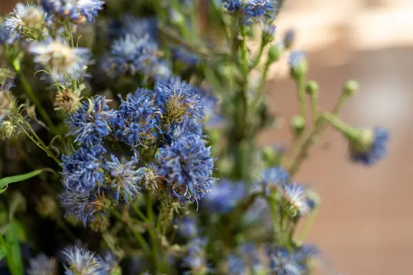 stock image Dreamy close-up of delicate blue flowers, their beauty preserved even as they begin to fade.