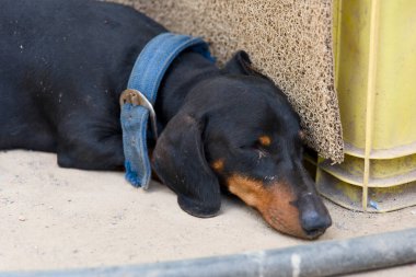 Siyah dachshund mışıl mışıl uyuyor, atölyedeki bir sandığa yaslanmış, güneşli bir öğleden sonra sıcağının tadını çıkarırken çevredeki gürültü kayboluyor..