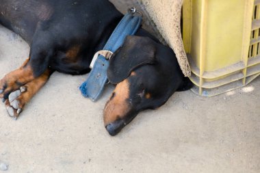 Siyah ve bronz tenli bir köpek yerde, sarı bir sandığın yanında uzanıyor. Güneşin altındaki sıcaklığın tadını çıkarıyor..