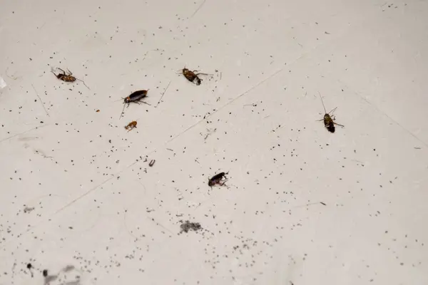 Bazı hamamböcekleri, hamamböcekleri ve karıncalar kirli bir mutfak zemininde görülebilirler. Bölgede enkaz ve haşere aktiviteleri açıkça görülüyor..