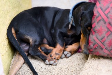 Küçük bir köpek huzur içinde dinleniyor, yumuşak bir yastığın yanına kıvrılıp güneşli bir öğleden sonra sıcak bir evde huzurlu bir anın tadını çıkarıyor..