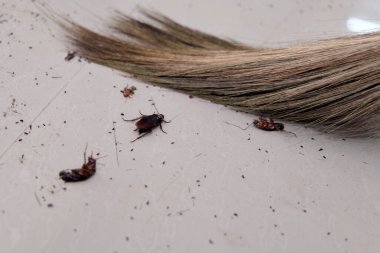 Hamamböcekleri, kirli zemine saçılmış saç tellerinin yanında sürünürler. Bu da potansiyel bir haşere sorunu ve bölgede temizlik eksikliği olduğunu gösterir..