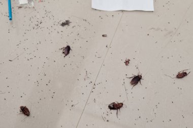 Sayısız hamamböceği toprak ve molozlarla kaplı bir zemine saçılmış durumda, acil dikkat gerektiren bir istila sorununu vurguluyorlar..