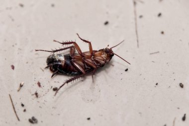 Yakın plan bir görüntü, ölü bir hamamböceğini yüzeyde düz bir şekilde yatarken yakalıyor, özelliklerini ve muhtemelen ev ortamındaki enkazı vurguluyor..