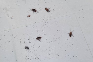 Çeşitli hamamböcekleri kirli zemine dağılmış. İhmalkarlık belirtileri ve acil ilgi gerektiren bir istila sorunu ortaya çıkıyor..