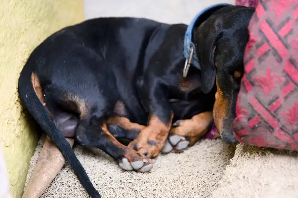 Küçük bir köpek huzur içinde dinleniyor, yumuşak bir yastığın yanına kıvrılıp güneşli bir öğleden sonra sıcak bir evde huzurlu bir anın tadını çıkarıyor..