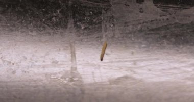 Beyaz solucanlar siyah fayansların üzerinde sürünüyorlar. Beyaz solucanlarla siyah karolar arasındaki zıtlık onların hareketlerini ve varlıklarını vurguluyor..