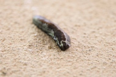 Yalnız bir siyah sümüklü böcek yavaşça pürüzlü, dokulu bir yüzeye doğru ilerler ve ardında bir balçık izi bırakır..