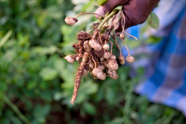 Toprakla kaplı fındıklı ve kurutulmaya hazır taze biçilmiş bir fıstık bitkisini tutan bir elin yakın çekimi..