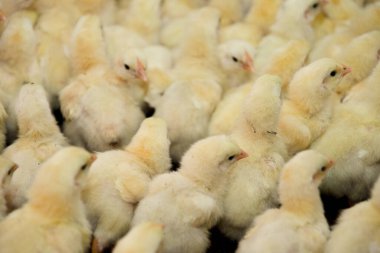 Kabarık sarı civciv denizi bir araya toplanır ve bu yeni doğmuş kuşların masumiyetini ve cazibesini yakalar..