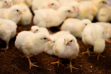 Sevimli yavru yavrular bir araya toplanır. Yumuşak ve meraklı gözleri yeni hayatın masumiyetini yakalar..