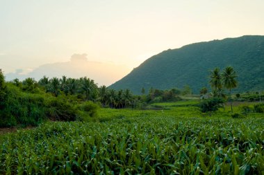 Çerçevelenmiş palmiye ağaçları ve görkemli bir yamaçla altın günbatımı renklerinde yemyeşil mısır tarlaları. Hindistan 'ın sakin kırsal kesimi.