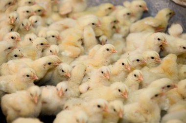 Sevimli yumurtadan yeni çıkmış yavrular bir araya toplanır, yumuşak cıvıltılar ve tüylü tüylerin bir senfonisi..