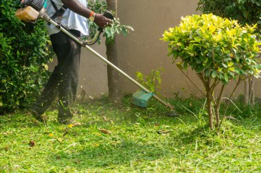 İşçi çimleri biçmek için bir tel budayıcı kullanır, düzgün bir çimenlik sağlar. Uçan molozlar eylemi vurgular.