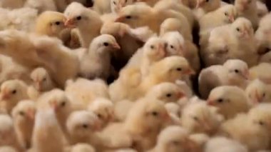 Pofuduk sarı civcivler bir araya gelip sevimli yavru kuşlardan oluşan bir deniz yaratıyorlar..