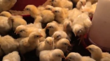 Sevimli civcivler bir su kaynağının yanında toplanır. Çiftlikteki yeni hayatın iç açıcı bir sahnesi..