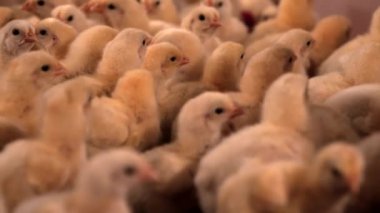 Sevimli civcivler ısınmak için bir araya gelirler, tüylü sarı bir deniz..