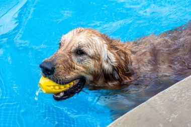 Golden Retriever, berrak mavi sularda parlak sarı bir oyuncak getirerek ferahlatıcı bir yüzüşten zevk alır. Yaz eğlencesi!