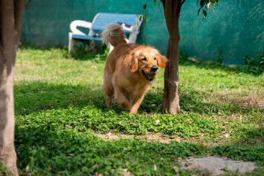 Golden Retriever çimenli arka bahçede eğlenerek güneşli bir günün tadını çıkarıyor..