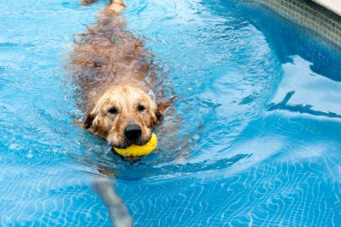 Golden Retriever ferahlatıcı bir yüzüşten zevk alıyor, parlak mavi havuzda bir oyuncak getiriyor. Kürklü arkadaşlar için yaz eğlencesi!