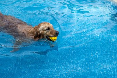 Golden Retriever ferahlatıcı bir yüzüşten zevk alır, parlak mavi bir havuzda sarı bir oyuncak getirir. Kürklü arkadaşlar için yaz eğlencesi!