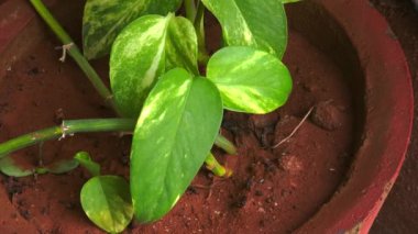 Sağlıklı bir saksı bitkisinin yakın görüntüsü. Yaprakları çarpıcı yeşil ve sarı çeşitlilikte. Bitki, bir terracotta tenceresinin içindeki koyu kırmızımsı kahverengi toprağın içine yerleşmiş..