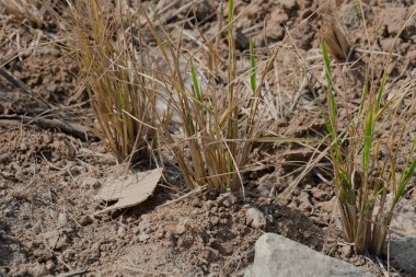 Bu görüntü kurak topraklarda yetişen kuru ve yeşil çimlerin yakın plan görüntüsünü yakalar.
