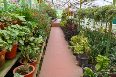 Bu canlı görüntü, hayat dolu bir seranın güzelliğini yakalıyor. Çeşit çeşit süslü bitkiler, kazanlarda yetişir, yemyeşil yapraklar.