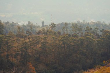 Geniş bir okaliptüs ormanını, kendine özgü uzun ve pürüzsüz ağaç kabuklarıyla sergiliyor.