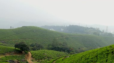 Bereketli çay tarlaları yuvarlanan tepeler boyunca uzanıyor, bulutlu bir günde sakin bir manzara yaratıyor..