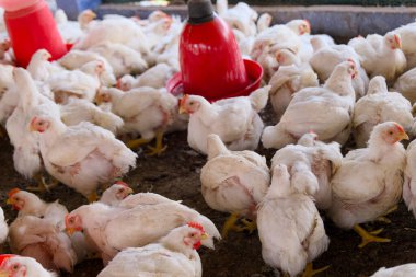 Beyaz tavuklar geniş bir kümes hayvanı çiftliğinde toplanarak sürdürülebilir tarım uygulamalarını ve hayvan bakımını iş başında vurguluyorlar..