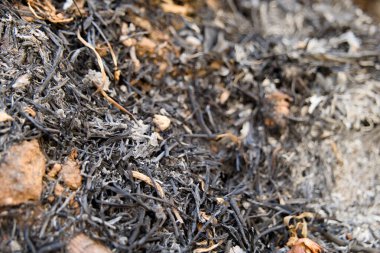 Kül ve yanmış bitkinin yere saçılmış görüntüsü yangının sonrasını gösteriyor..