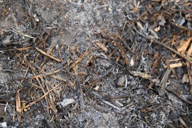 Yakın zamanda çıkan bir yangından kalan kül, kömür ve enkaz kalıntıları yangının sonrasını vurguluyor..