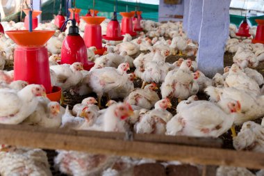 Çok sayıda tavuk kümes hayvanları ahırında doğal ışık altında beslenme ekipmanlarıyla bir araya gelerek çiftlik hayatı sergiliyor..