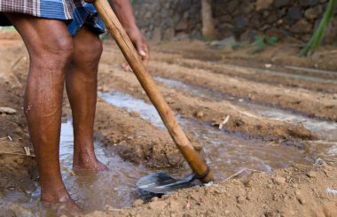 Bir çiftçi tarlada çalışır, ekinleri çapayla sular, kırsal alanda geleneksel tarım uygulamalarını sergiler..